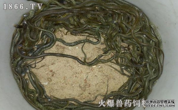 水律蛇養(yǎng)殖新技巧揭秘，高效養(yǎng)殖方法與實(shí)用操作指南