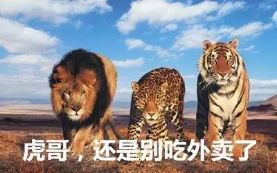 最新虎獅，學習變革的力量，自信與成就感的崛起之路