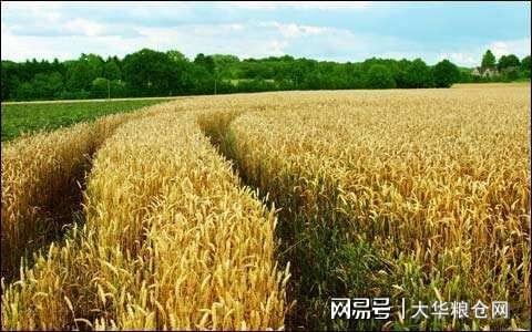 今天小麥最新價(jià)格行情，變化中的機(jī)遇與自我成長潛力探索
