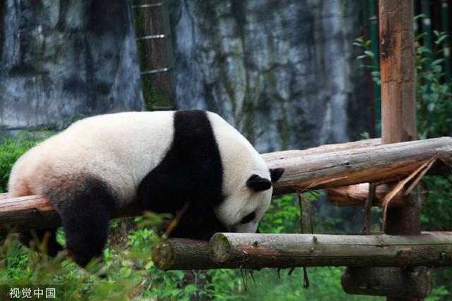南京熊貓最新動態(tài)揭秘，如何獲取最新消息？
