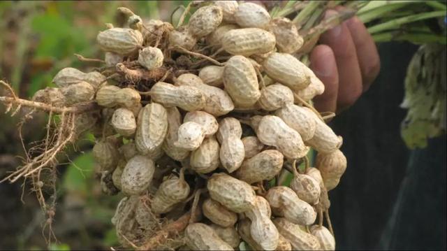 科技引領未來，花生市場新紀元下的花生果最新行情分析
