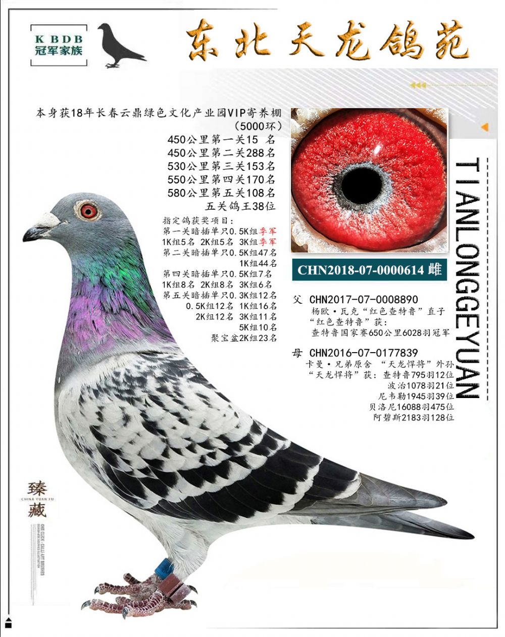 東北天龍鴿苑最新圖片，鴿界風(fēng)采展現(xiàn)，價(jià)值與影響深度探討