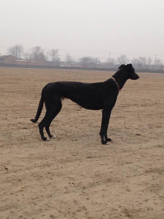 保定格力犬資訊交流貼吧，最新全面的格力犬資訊與互動(dòng)平臺(tái)
